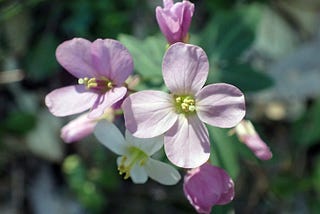 Springtime in northern California