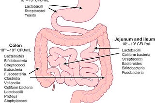 Gut Microbiome