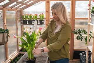 How to Prepare Your Greenhouse for Spring