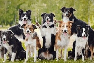 25 Dogs with Curly Tails: The Complete List (2024) | DogExpress