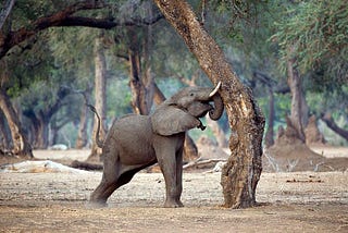What is Tree-Shaking? 🌳 🐘