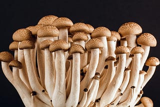 What You Need to Know About Growing Mushrooms at Home
