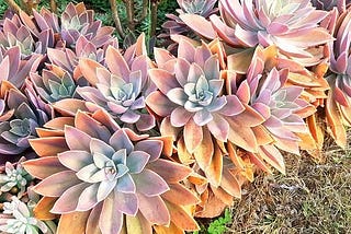 The Eye-Catching Charm of Orange Succulents: Discovering Nature’s Beauty