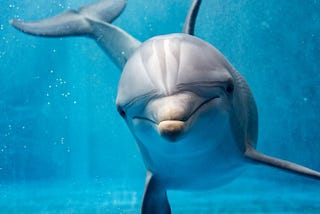 The Characteristics of the Dolphin as a Spirit Animal