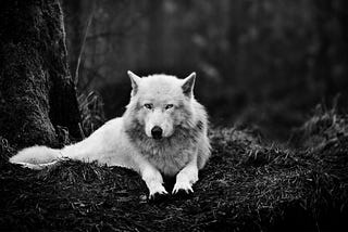 Se os lobos compreendessem os cordeiros, morreria de fome.