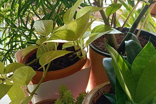 Benefits of having a green corner in house (Plants)🌱