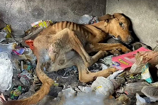 A Neglected Dog’s Fight For Battling Sickness, Hunger, And Homelessness, Forced To Seek Meager…