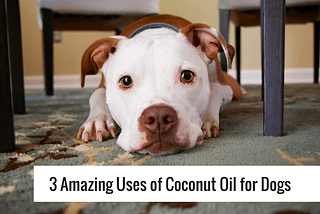 3 Amazing Uses for Coconut Oil on Dogs