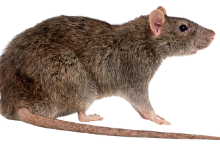 The Ultimate Guide to Rat Pest Control : Tips, Tricks, and Prevention