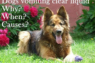 Dogs vomiting clear liquid. When and why?