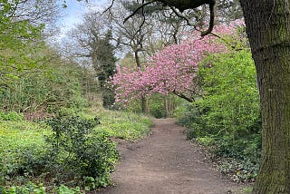 A secret spot to view London’s sakura-plus season