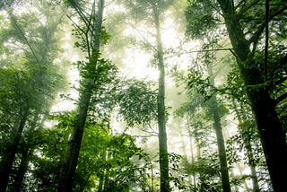 The Importance of Forests