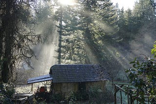 White sun-rays stream down on an old shed in a dewy yard, surrounded by garden and trees. There is a lean-to on the left side of the shed with an orange tractor parked underneath it.