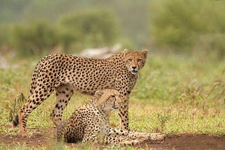 Project Cheetah Expands in India
