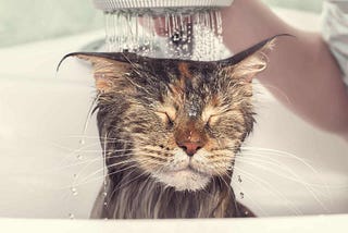 How To Bathe a Cat? A Complete Guide You Should Read