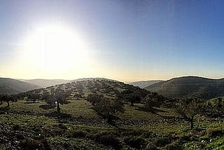 The sun is low behind soft green hills with some trees and scattered rocks in a panoramic photo of the Ramallah hills.