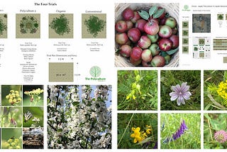 Polyculture Trial — Apple Polyculture vs Monoculture — How Do they Compare in Terms of Costs, Soil…