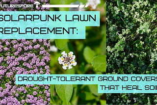 Solarpunk Lawn Replacement: Drought-Tolerant Ground Covers That Heal Soil