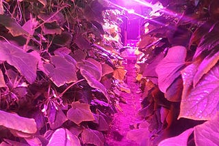 Big News! Two French Growers Use LED Grow Lights To Increase Cucumber Production!