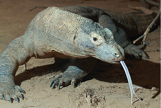 Antibiotic Resistant Bacteria Might Just Be Defeated By The Blood Of Komodo Dragons