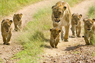 “ Roaring heritage: Exploring the land of lions”