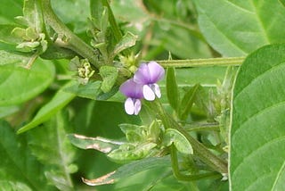 The Sovereign Bean: A Journey Through Soy’s Empire of Taste, Time, and Transformation