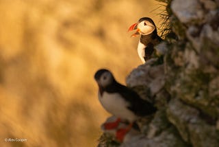 Peering at Puffins