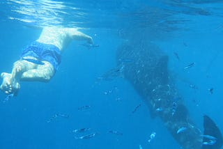 A short guide for swimming with Whale sharks in Oslob