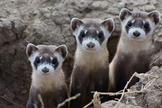 A Cloned Ferret Successfully Birthed Two Healthy Offspring