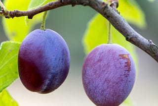 5 proven Health Benefits of Plums