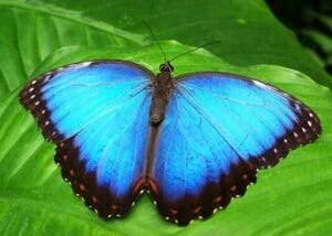 Creating a Butterfly Garden: Essential Plants to Attract Butterflies — Herbal Musings