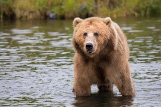 Did you know a bear has 42 teeth