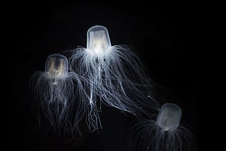 Unlocking Immortality: The Secret of the “Time-Traveling Jellyfish”