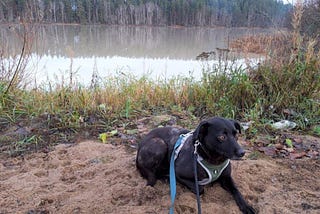 For The Love Of Florence: How I Won The Trust Of The Most Shutdown Dog I’ve Ever Met