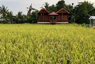 Pengalaman Menerapkan Treatment Alami (Organik) ala BSM pada Padi di Sawah Pekarangan
