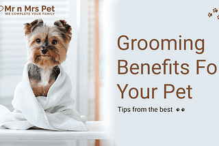 WHY ARE GROOMING AND STYLING ESSENTIAL FOR EVERY PET?
