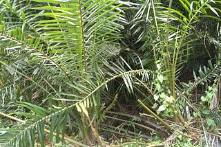 Prohibit or regulate palm oil production? — The Morning — Sri Lanka News