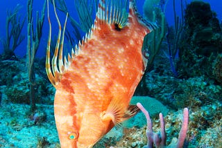 A picture of an orange hogfish on a reef