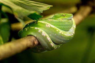 Creating the Snake Game using SDL2 and C++