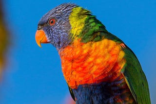 The Eye of the Beholder: What Lorikeets Teach Us About Inherent Value