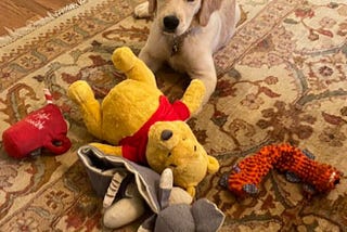 Mercer and all of her favorite toys!