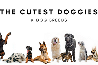 The Cutest Doggies & Dog Breeds
