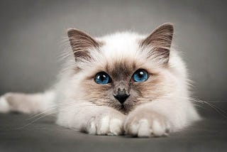 Birman Cat