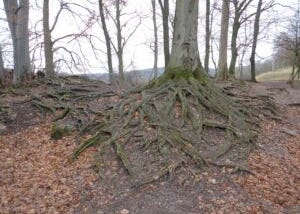 Wandering Roots