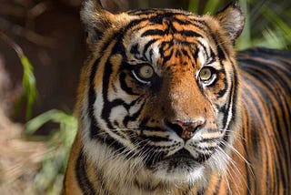 The Beautiful and Endangered Sumatran Tiger
