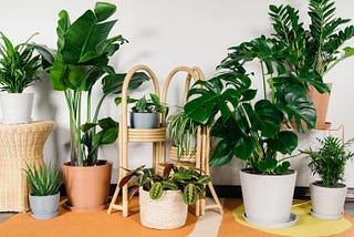 A Look At 10 Lessons That Will Teach You All You Need To Know About Plants — Cake2homes
