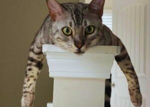 Are Bengal Cats Hypoallergenic? — What Experts Say! 🐱
