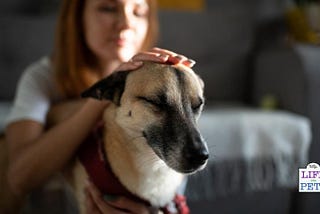 How You Can Improve Your Pet’s Quality Of Life With Tellington TTouch