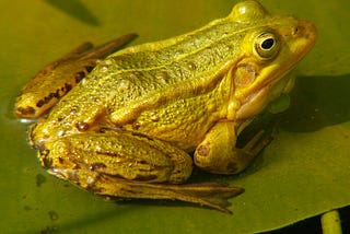 Pool frogs