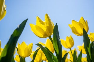 The Poetry of Spring: How the Spring Equinox inspires growth and new beginnings